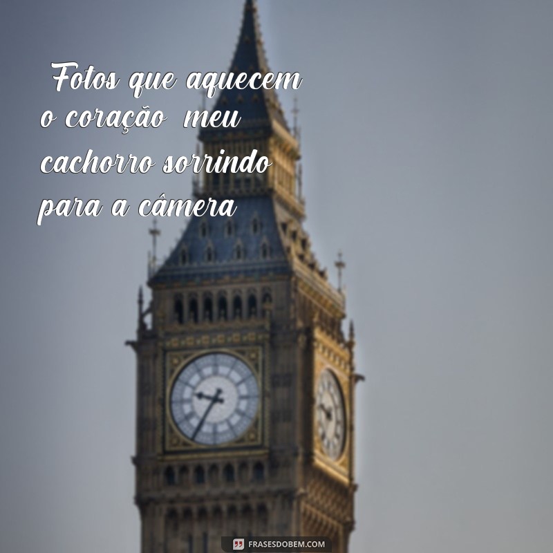 frases fotos cachorro 