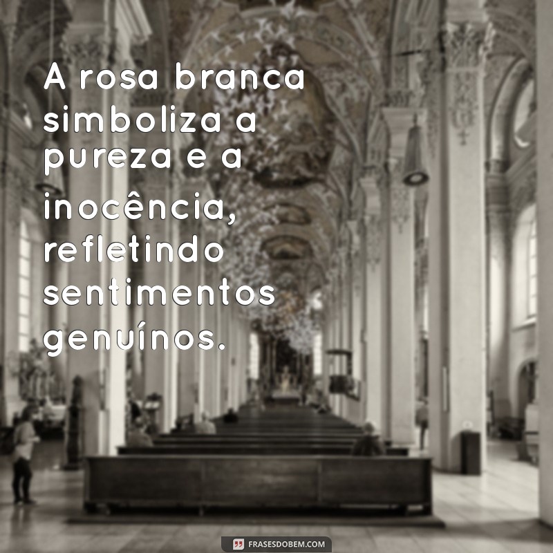 significado rosa branca A rosa branca simboliza a pureza e a inocência, refletindo sentimentos genuínos.