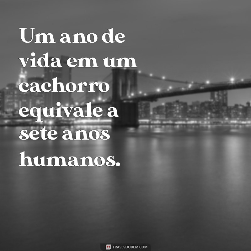 1 ano para cachorro Um ano de vida em um cachorro equivale a sete anos humanos.