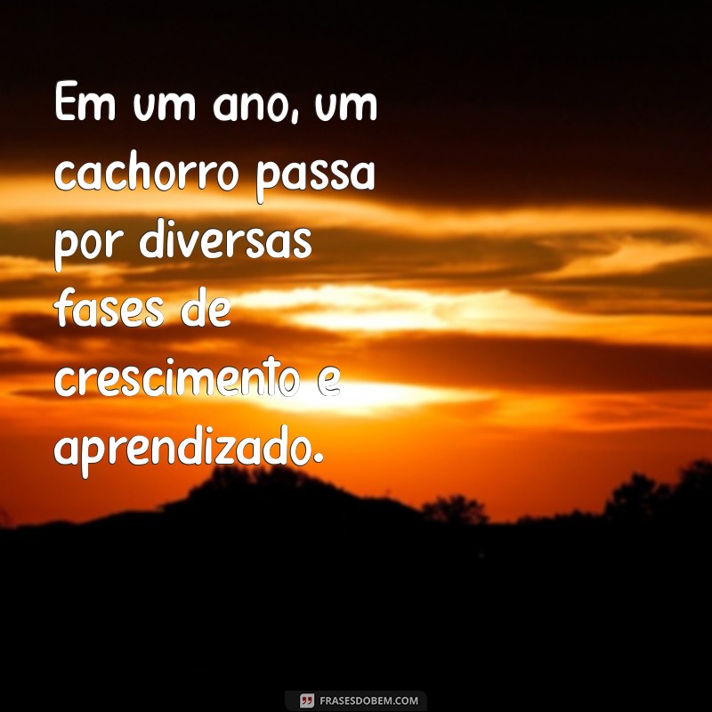 Entenda Como Um Ano na Vida do Seu Cachorro Equivale a Sete Anos Humanos 