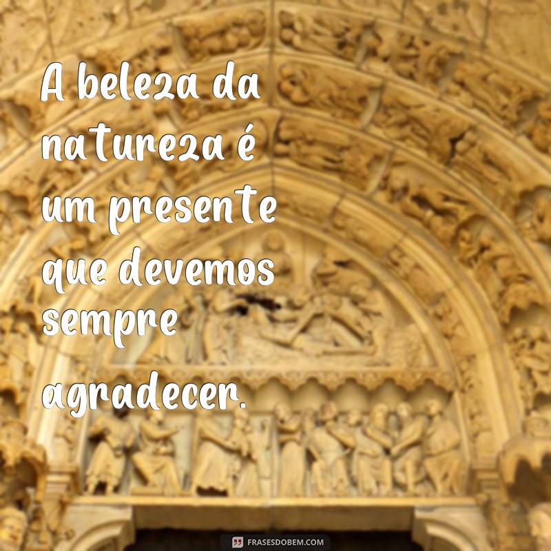 Descubra as mais belas frases para inspirar sua vida - Confira! 