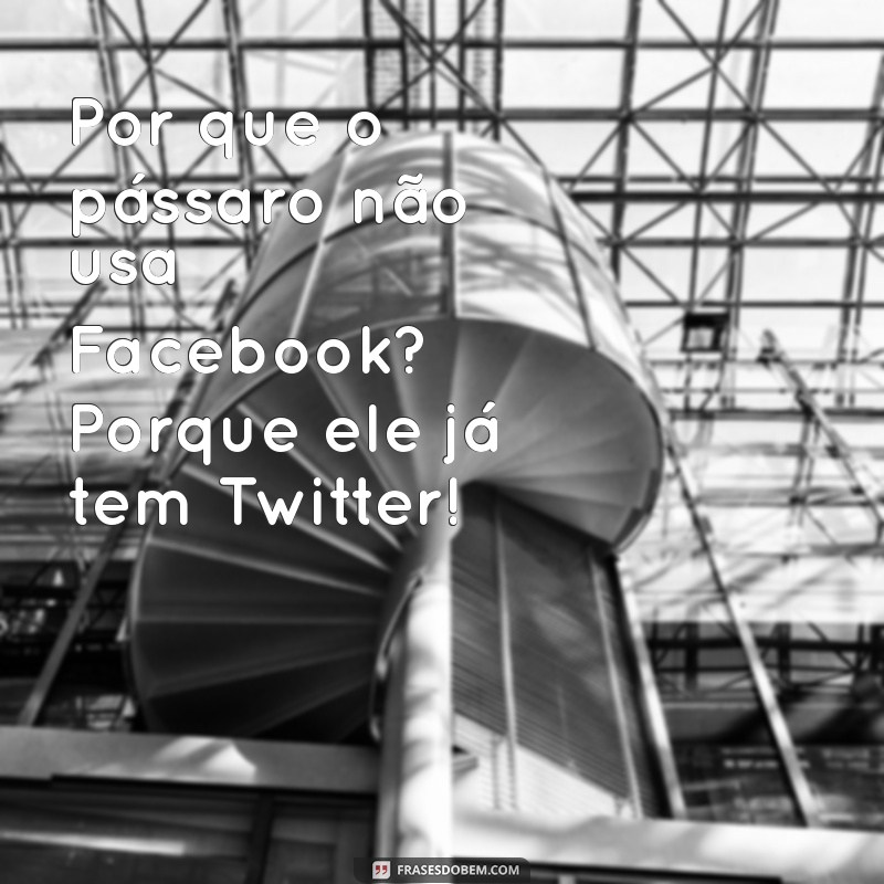 piadas engraçadas para morrer de rir Por que o pássaro não usa Facebook? Porque ele já tem Twitter!