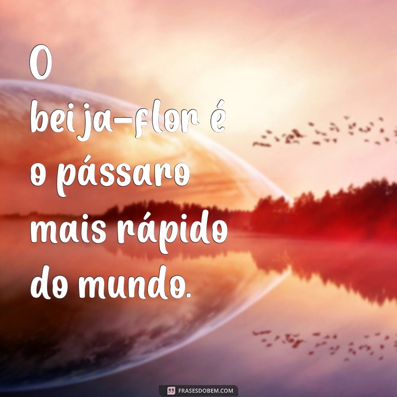 frases curtas de beija flor O beija-flor é o pássaro mais rápido do mundo.