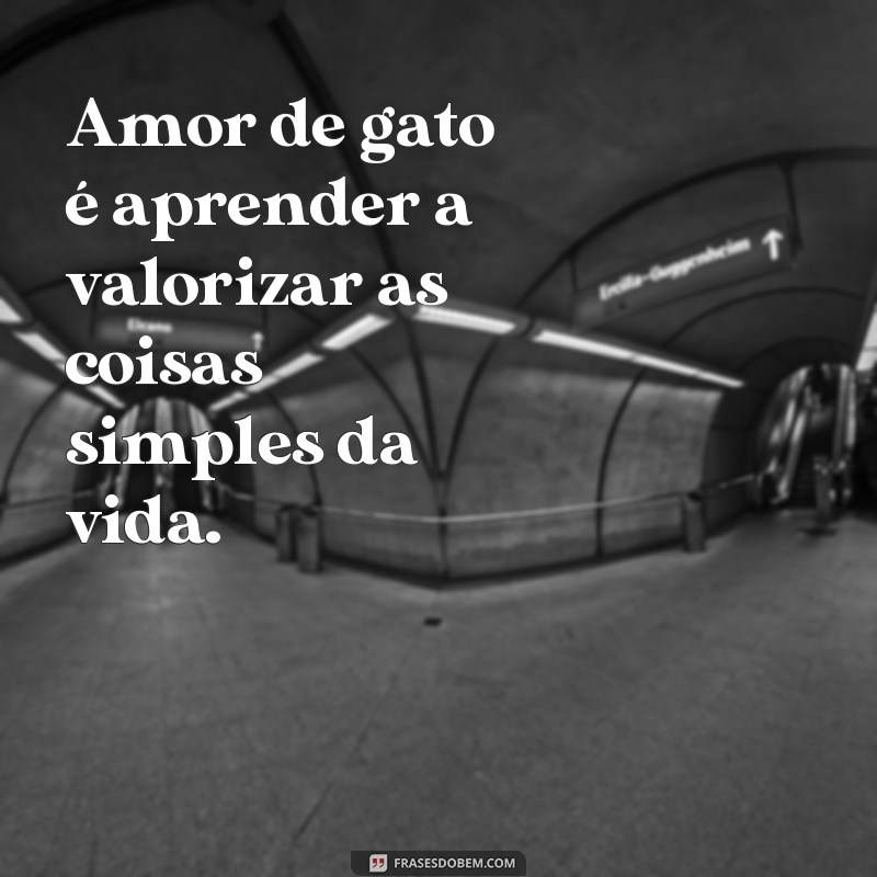 Descubra as Melhores Frases de Amor de Gato e Se Encante com Essa Fofura Felina! 