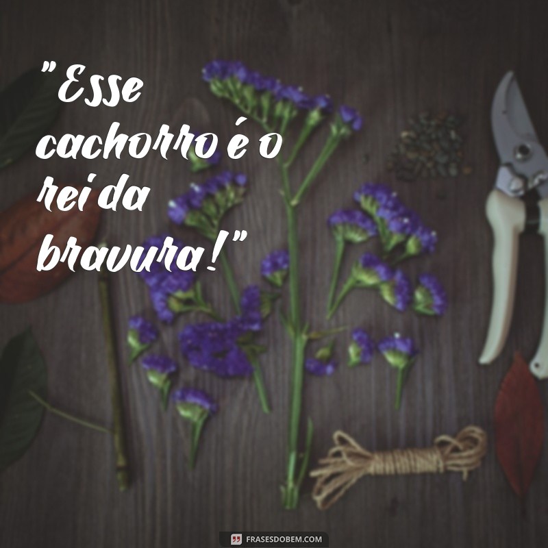 frases cachorro mais bravo do mundo 