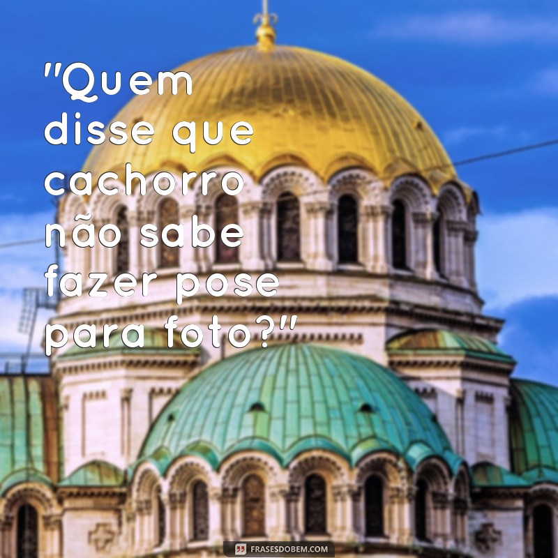 frases fotos de cachorro engraçado 