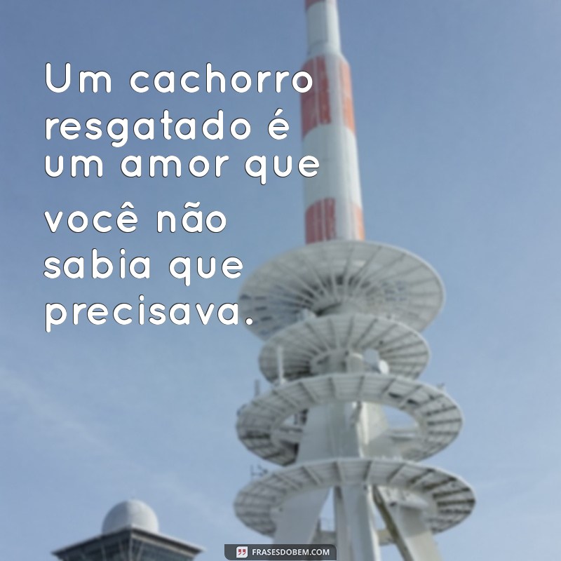 Frases Inspiradoras para Incentivar a Doação de Cachorros 