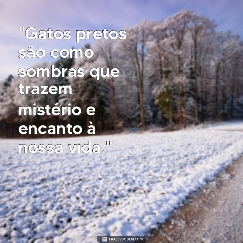 frases sobre gato preto 