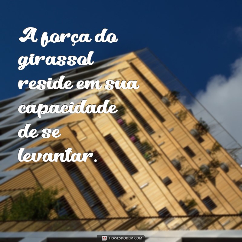 Frases Inspiradoras de Girassol para Acompanhar Suas Fotos 