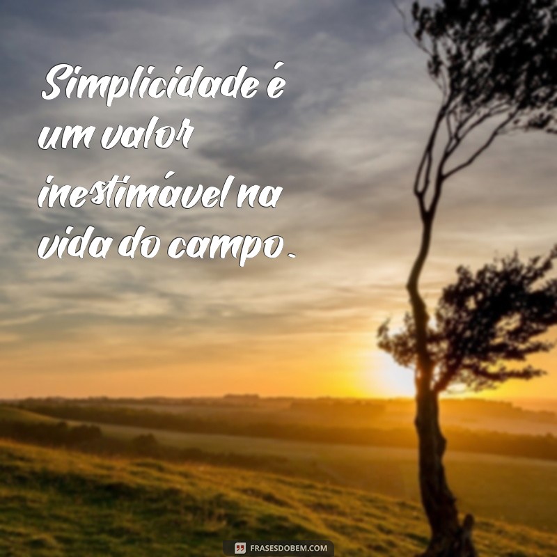 Frases Engraçadas sobre Gado e Fazenda: Humor do Campo 