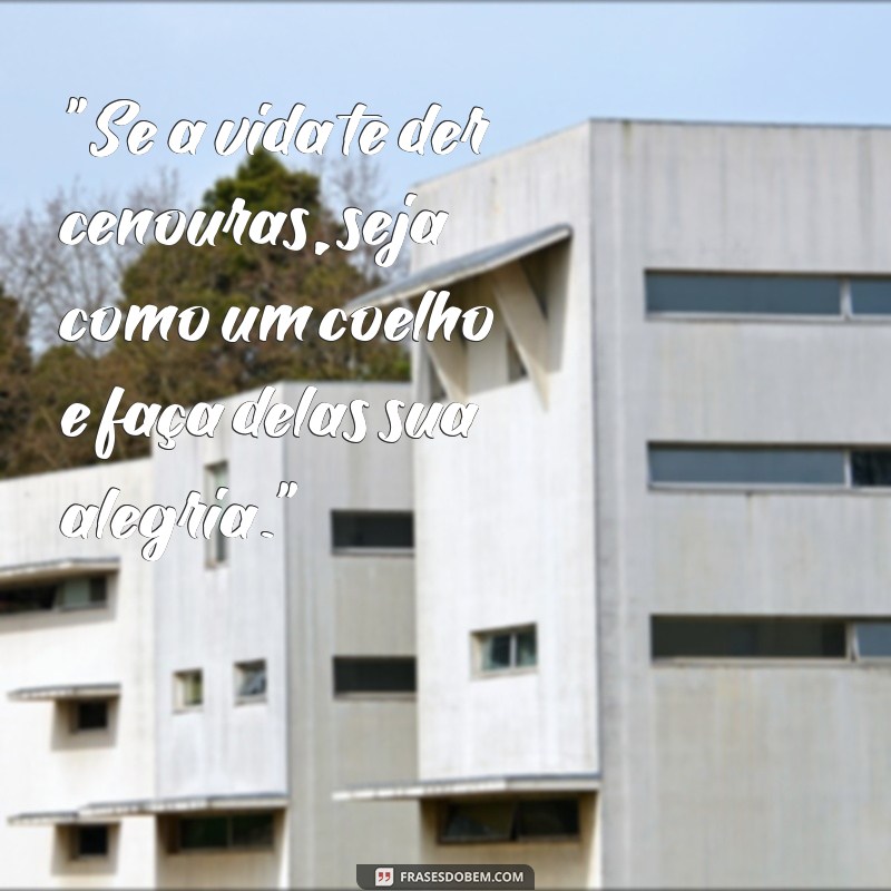 frases com coelho e cenoura 