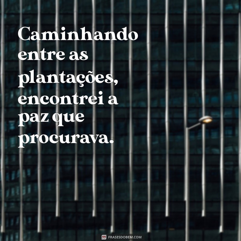 Frases Inspiradoras de Fazenda para Arrasar no Instagram 