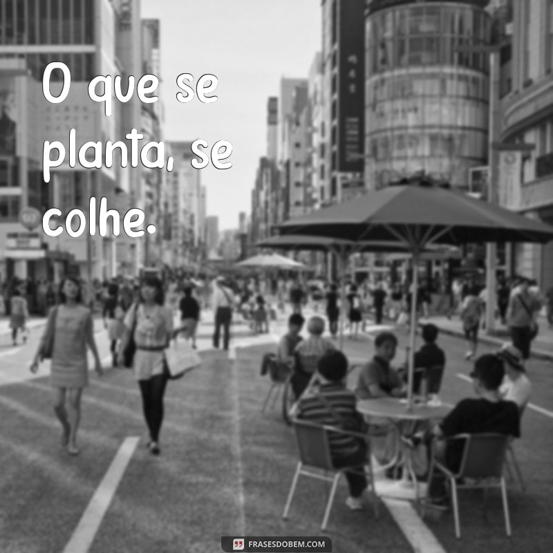 frases olho por olho dente por dente O que se planta, se colhe.