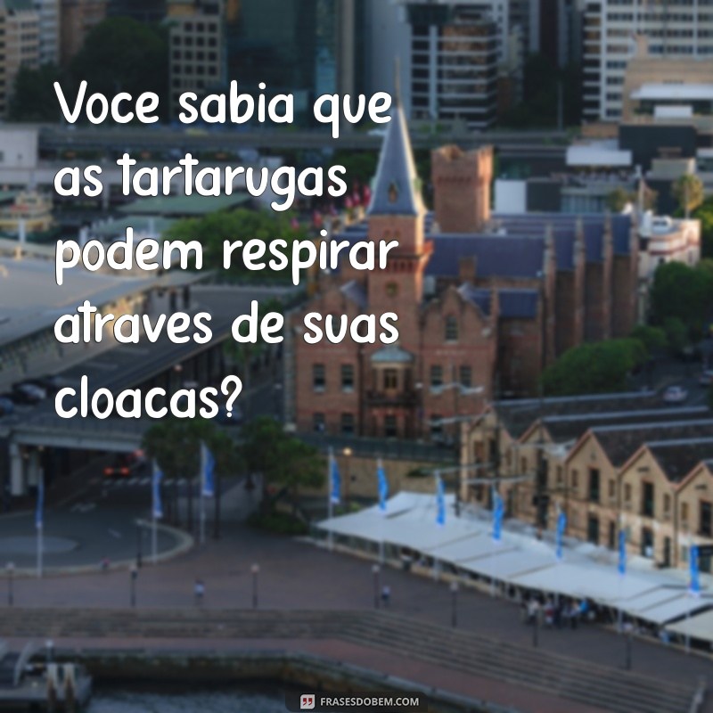 Descubra Curiosidades Surpreendentes: Você Sabia? 