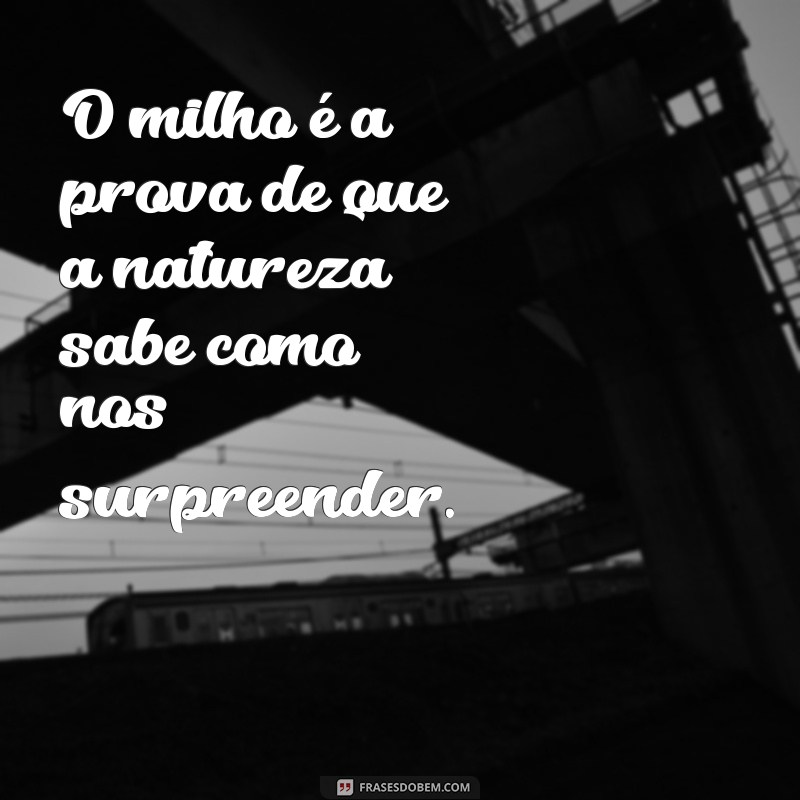 Descubra Frases Criativas e Inspiradoras sobre Milho para Todos os Gostos 