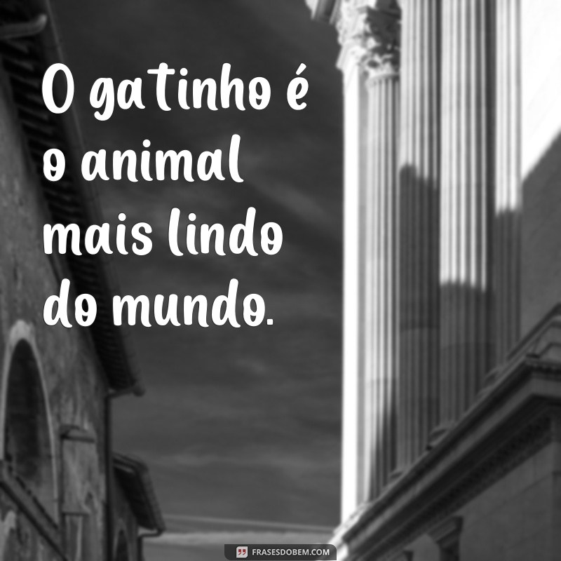 frases animal mais lindo do mundo O gatinho é o animal mais lindo do mundo.