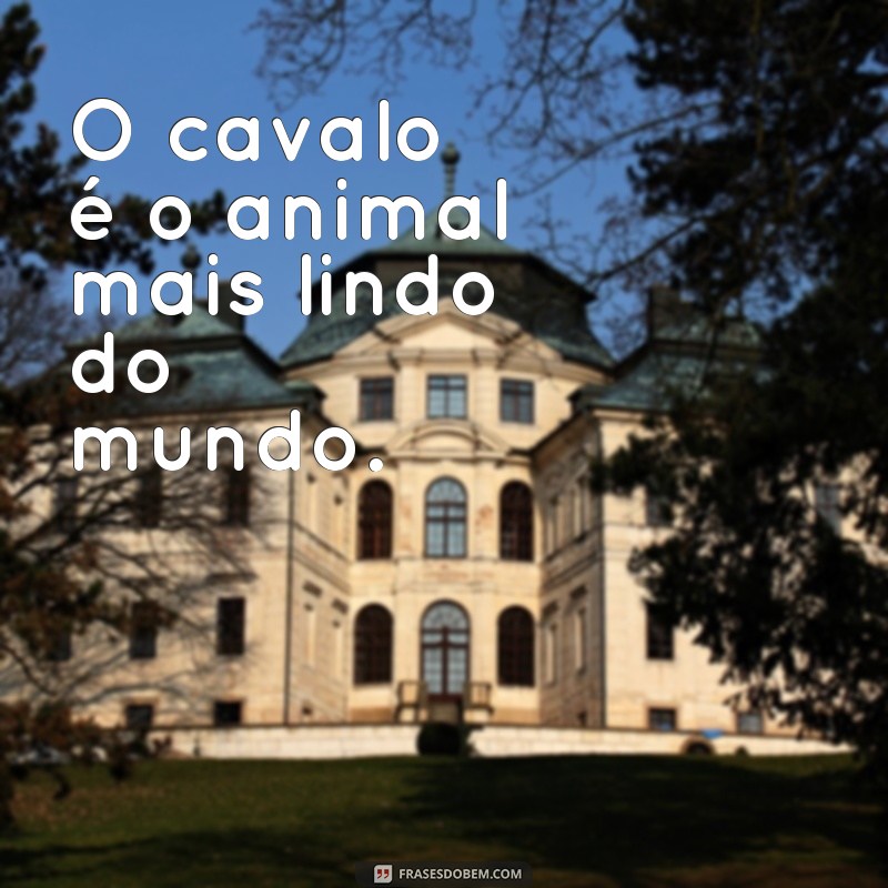 Descubra as 26 frases mais encantadoras sobre os animais mais lindos do mundo 