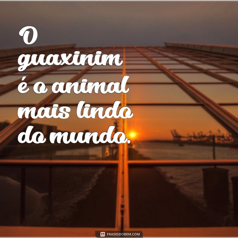 Descubra as 26 frases mais encantadoras sobre os animais mais lindos do mundo 