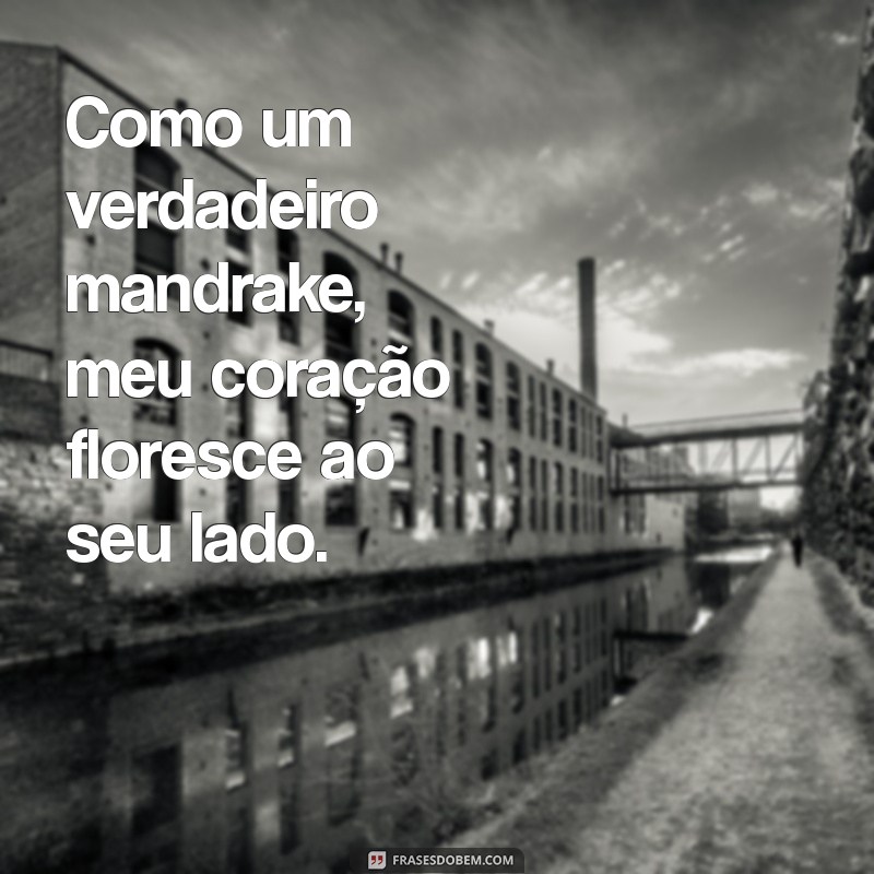 Descubra as Melhores Frases de Mandrake para Declarar seu Amor 