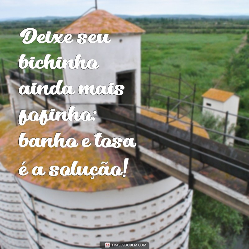 Frases Engraçadas e Inspiradoras para Banho e Tosa de Pets 