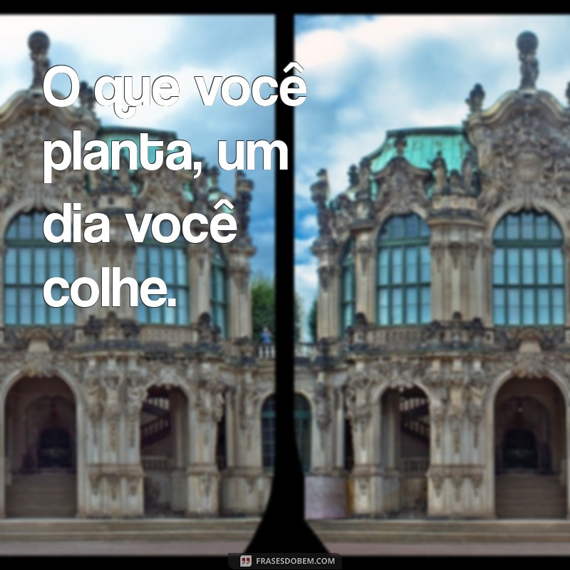 frases tudo que vai volta O que você planta, um dia você colhe.