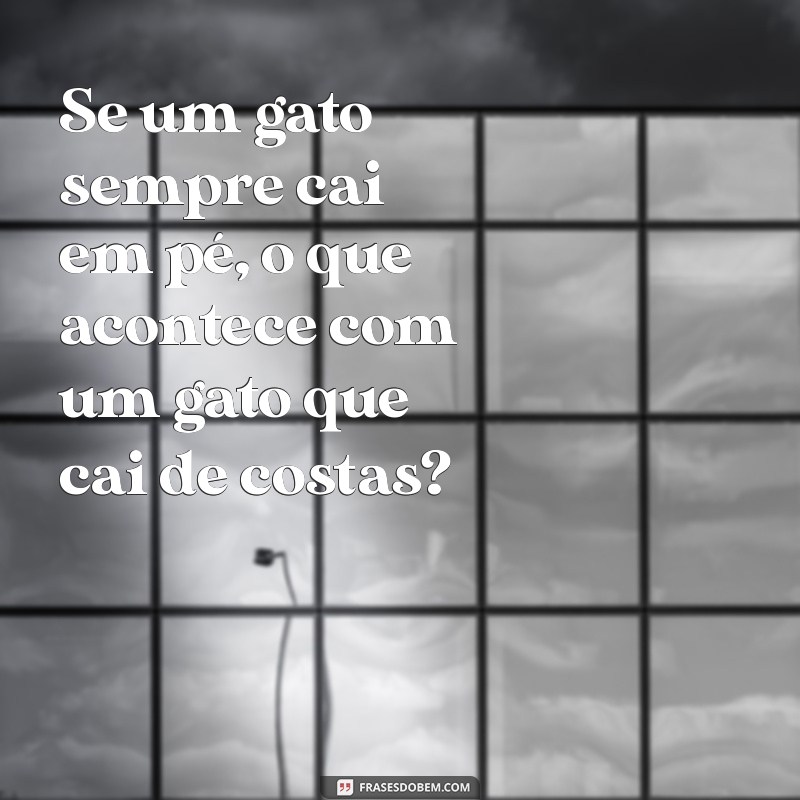 frases confusas para pensar Se um gato sempre cai em pé, o que acontece com um gato que cai de costas?