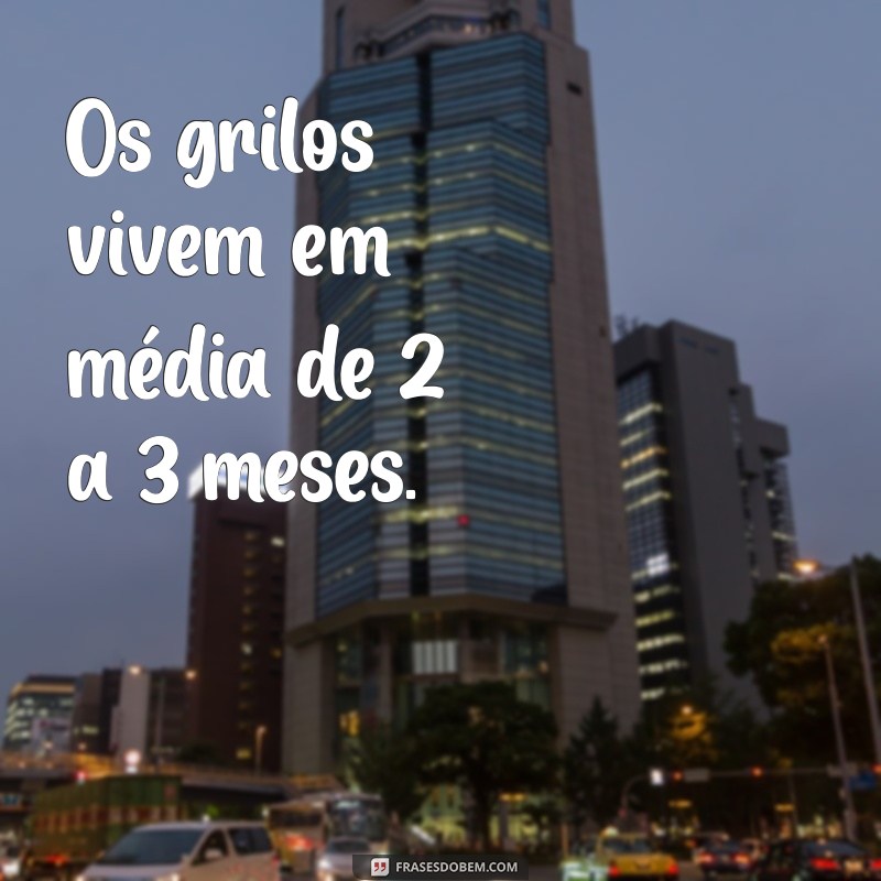 quanto tempo de vida tem um grilo Os grilos vivem em média de 2 a 3 meses.