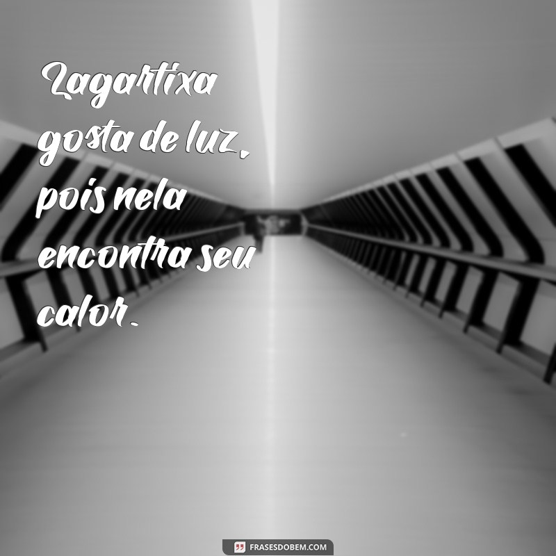 lagartixa gosta de luz Lagartixa gosta de luz, pois nela encontra seu calor.