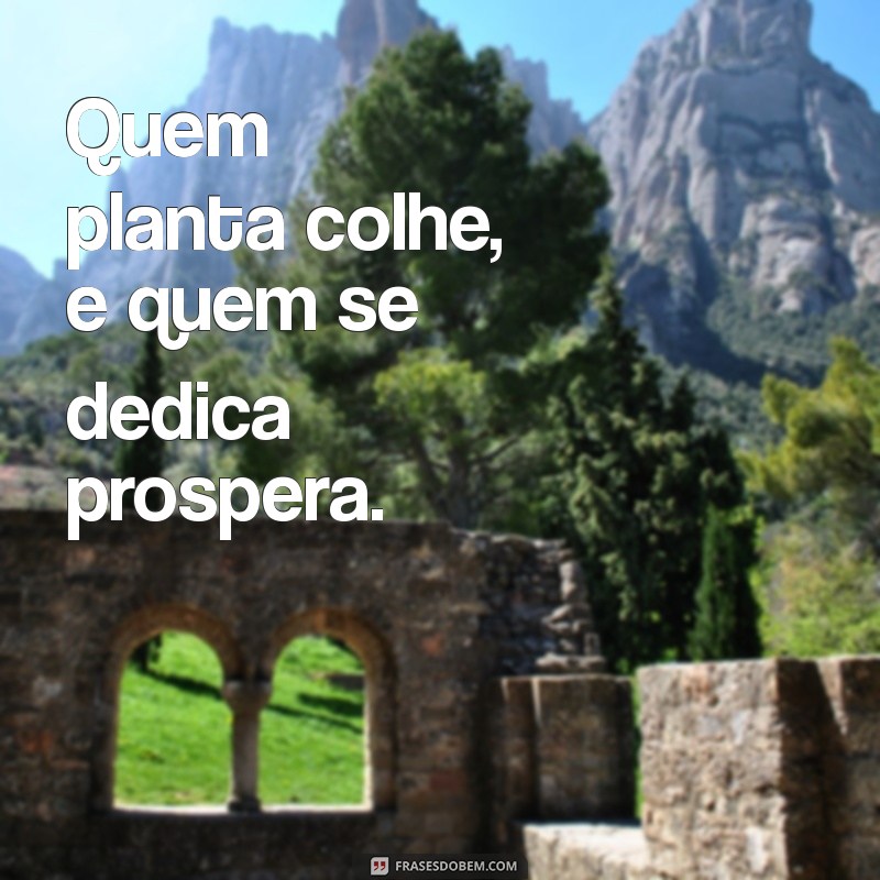 quem planta colhe Quem planta colhe, e quem se dedica prospera.