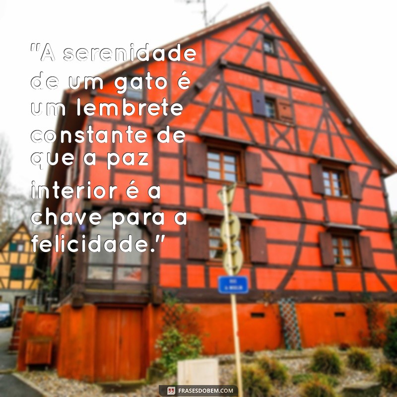 frases gatos espiritualidade 