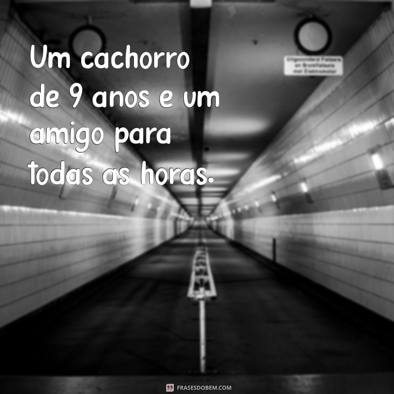 Como Calcular a Idade de um Cachorro: 9 Anos em Anos Humanos 