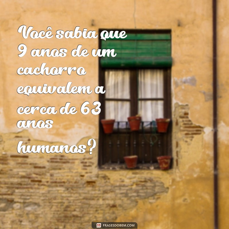 Como Calcular a Idade de um Cachorro: 9 Anos em Anos Humanos 