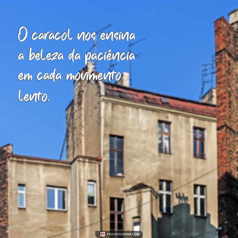 frases com a palavra caracol O caracol nos ensina a beleza da paciência em cada movimento lento.