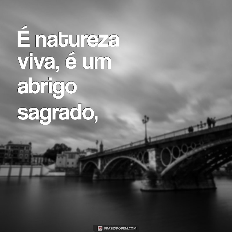 Descubra a Beleza dos Poemas de Casimiro de Abreu: Uma Viagem pela Poesia Romântica 