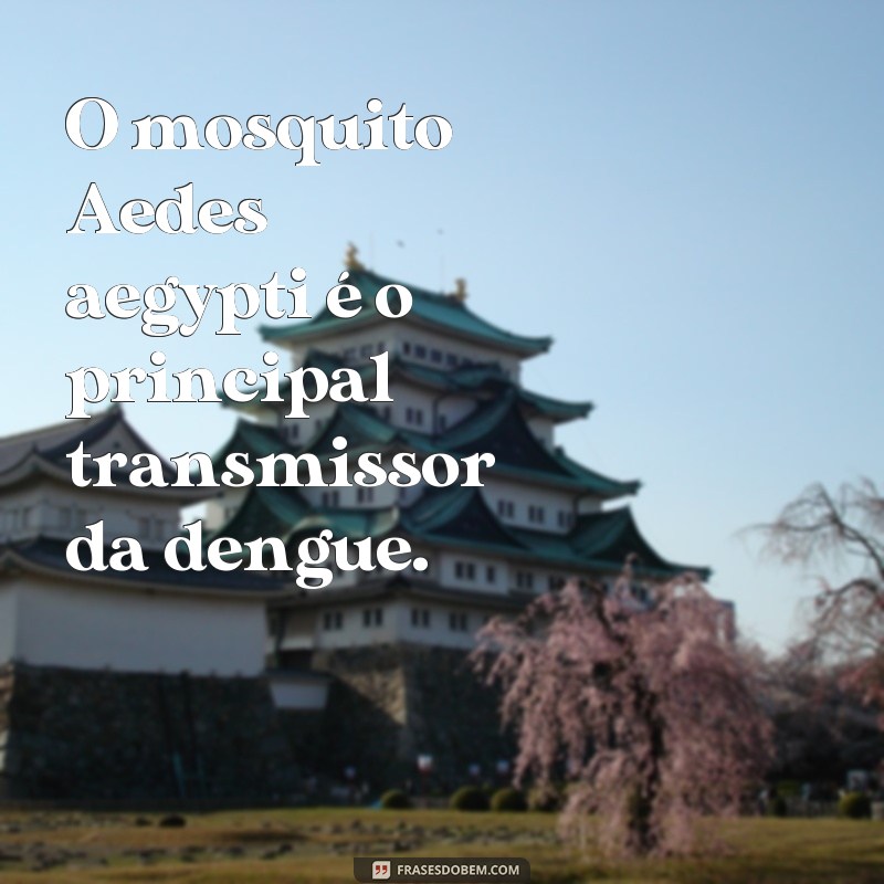 frases de dengue O mosquito Aedes aegypti é o principal transmissor da dengue.