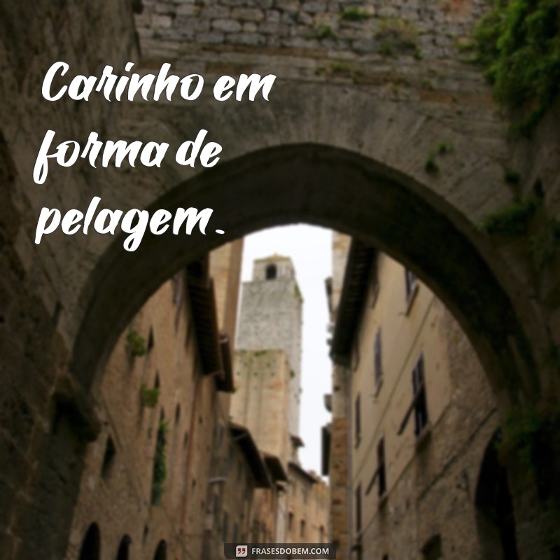 Frases Criativas para Legendar Fotos do Seu Pet: Inspire-se! 