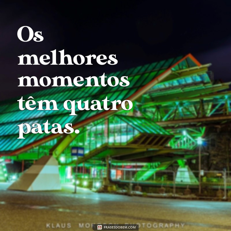 Frases Criativas para Legendar Fotos do Seu Pet: Inspire-se! 