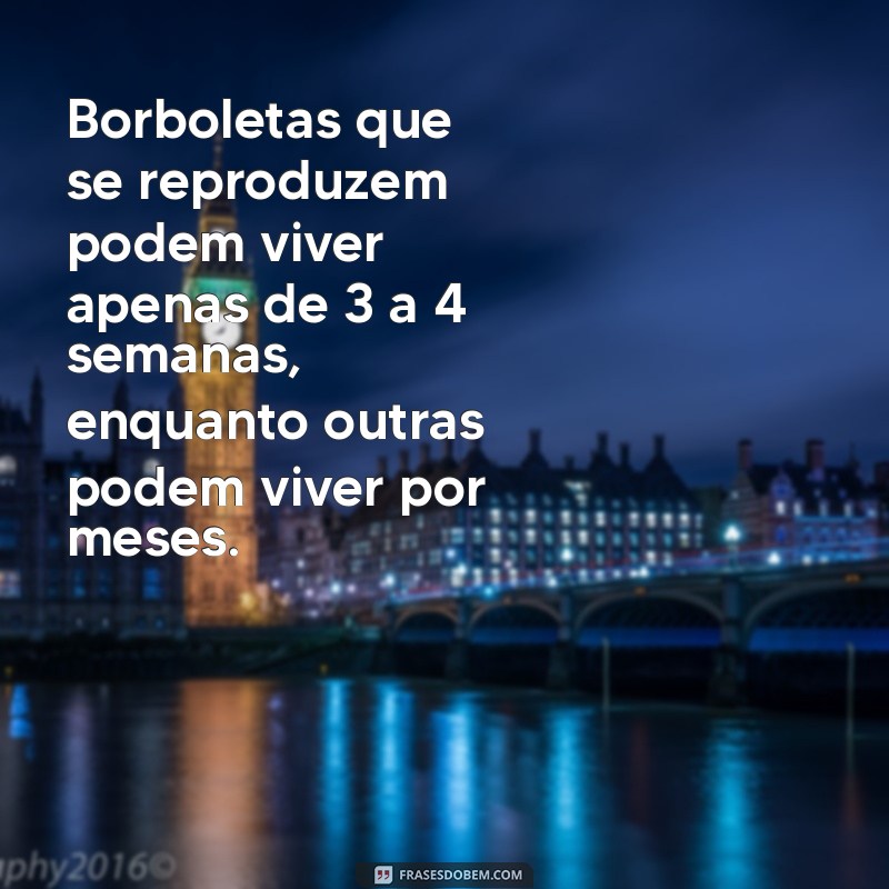 Descubra a Vida das Borboletas: Quanto Tempo Elas Vivem Após Sair do Casulo? 