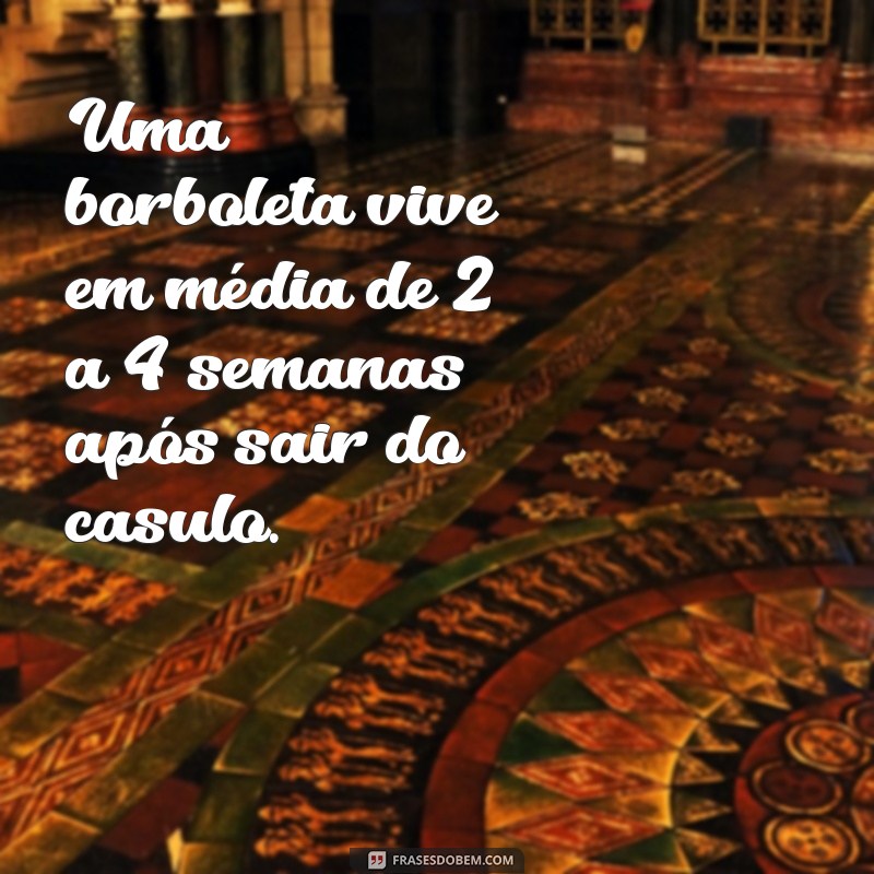 quanto tempo vive uma borboleta depois que sai do casulo Uma borboleta vive em média de 2 a 4 semanas após sair do casulo.