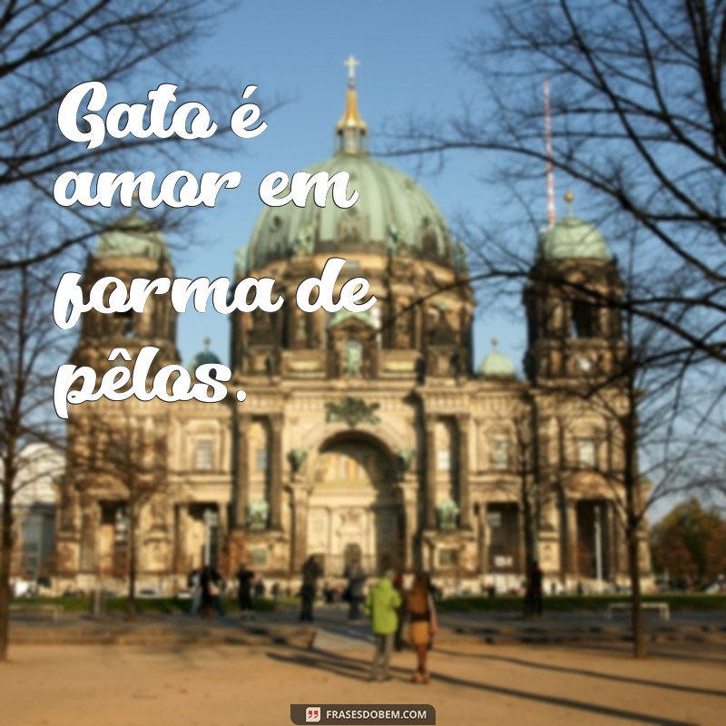 As Melhores Frases para Acompanhar Suas Fotos de Gatos 