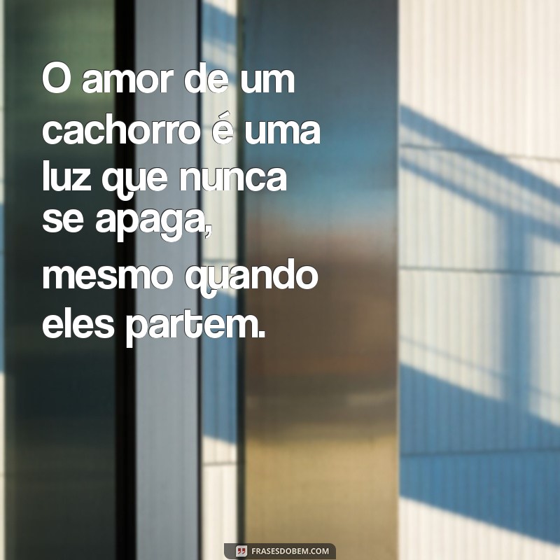 Como Lidar com a Perda de um Cachorro: Mensagens de Conforto e Superação 