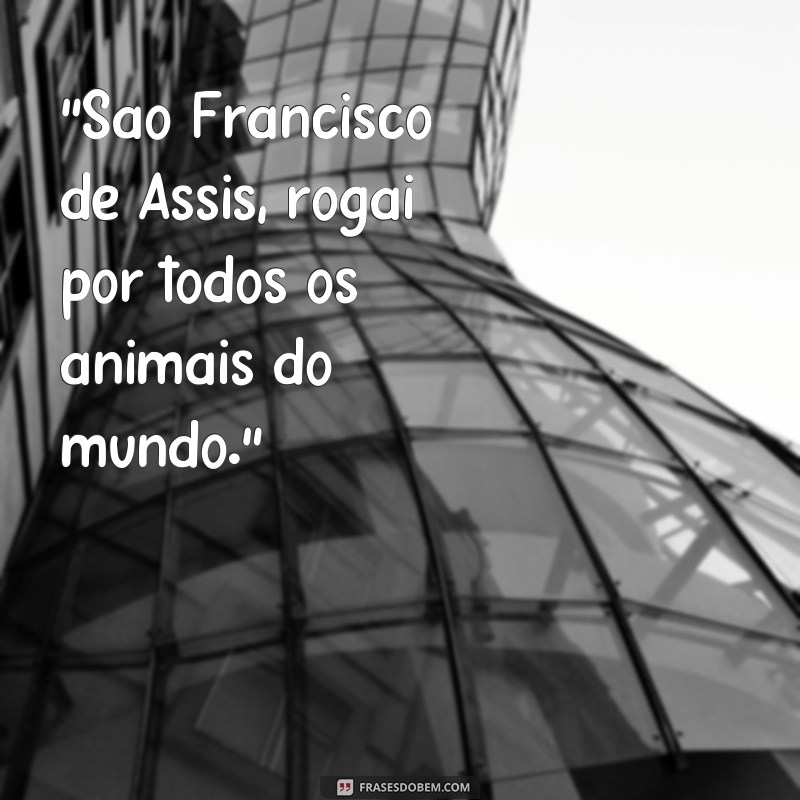 sao francisco de assis protetor dos animais frases 