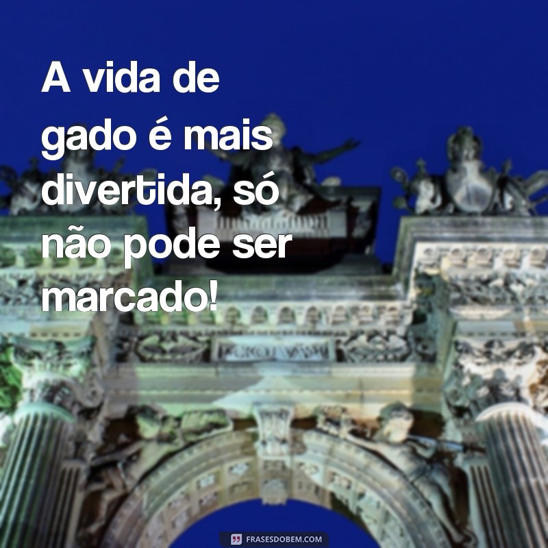 Descubra as melhores frases de gado d+ para se divertir e compartilhar! 