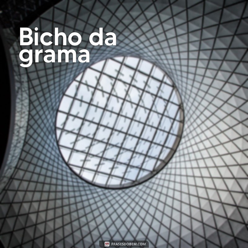 Descubra Tudo Sobre o Bicho-da-Seda: Curiosidades e Benefícios 