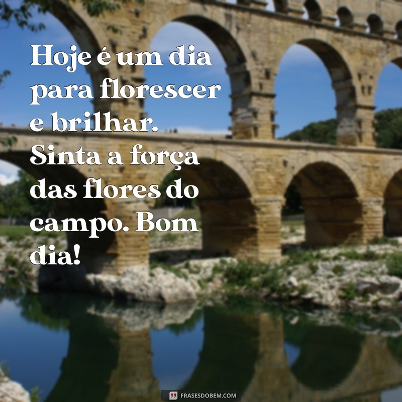 Comece Seu Dia com Alegria: Flores do Campo para Inspirar Seu Bom Dia 