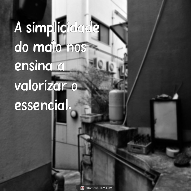 Descubra as Melhores Frases sobre o Mato: Inspiração e Conexão com a Natureza 