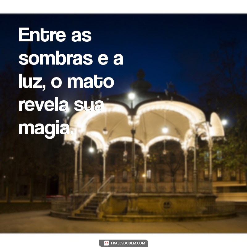 Descubra as Melhores Frases sobre o Mato: Inspiração e Conexão com a Natureza 