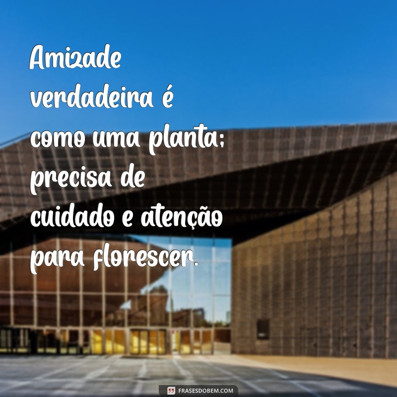 reflexões sobre amizade verdadeira Amizade verdadeira é como uma planta; precisa de cuidado e atenção para florescer.