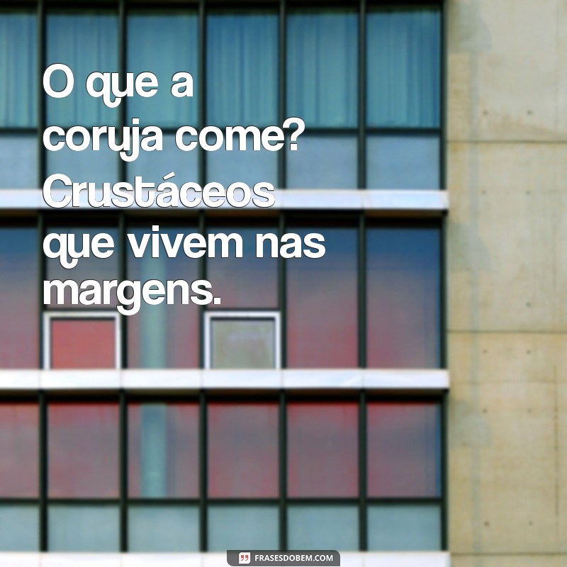 Descubra a Alimentação das Corujas: O Que Essas Aves Noturnas Realmente Comem? 