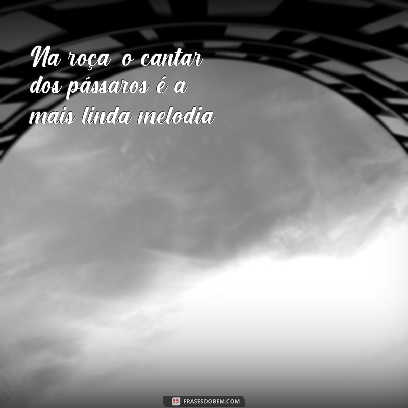 Descubra as melhores frases musicais da roça para se inspirar! 